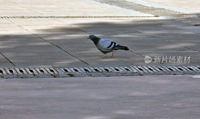 Pigeon in Hacı Bayram Veli